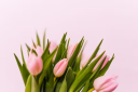 Tulipani rosa (un tulipano)